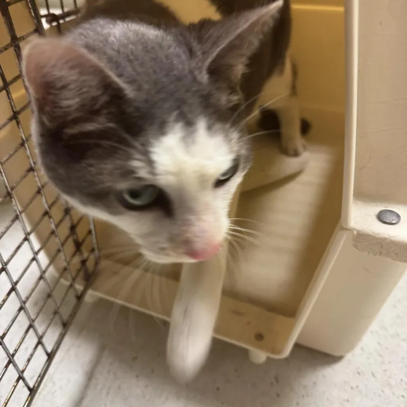 A senior medium-sized female White Domestic Short Hair cat named Perfect Penny for adoption in Baltimore, MD