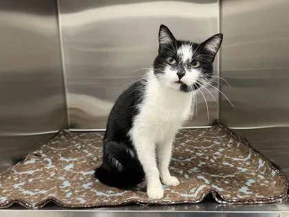 An adult medium-sized female Black Domestic Short Hair cat named Lilo for adoption in Kansas City, MO