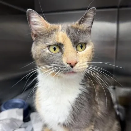 An adult small-sized female Gray / Blue / Silver Domestic Short Hair cat named Abby for adoption in Atlanta, GA