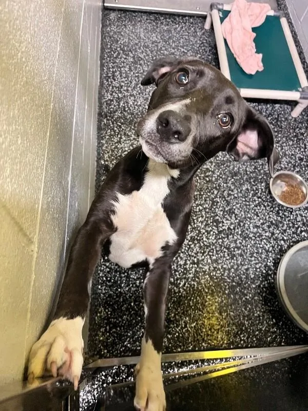 A young medium-sized female Black Mixed Breed dog named Moonie for adoption in Jackson, TN