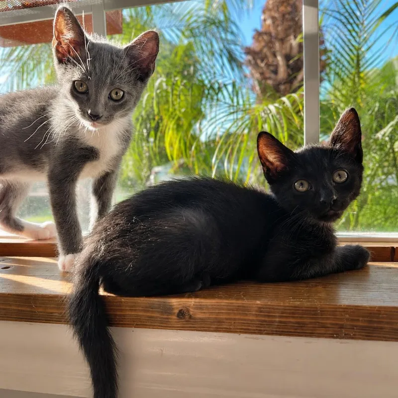 A baby small-sized male Black Domestic Short Hair cat named Puma for adoption in Tustin, CA