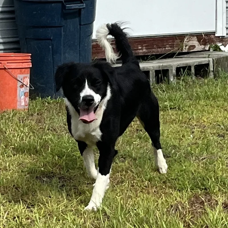 A young medium-sized female Black Border Collie dog named Rose for adoption in Richmond Hill, GA