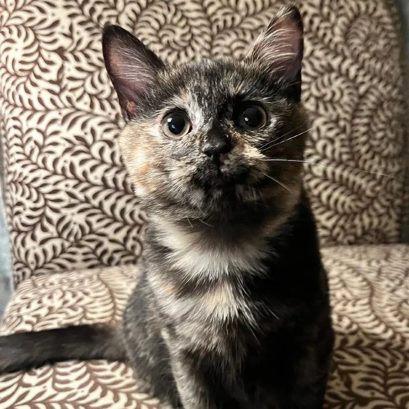A baby small-sized female Tortoiseshell Domestic Short Hair cat named Sage for adoption in Durham, NC