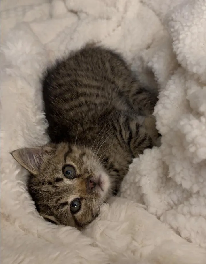 A baby small-sized male Domestic Short Hair cat named Jumanji for adoption in Coralville, IA