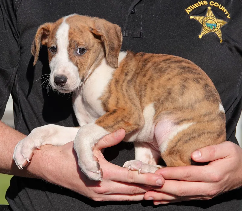 A baby medium-sized female Brindle Terrier dog named Skittles for adoption in Millfield, OH