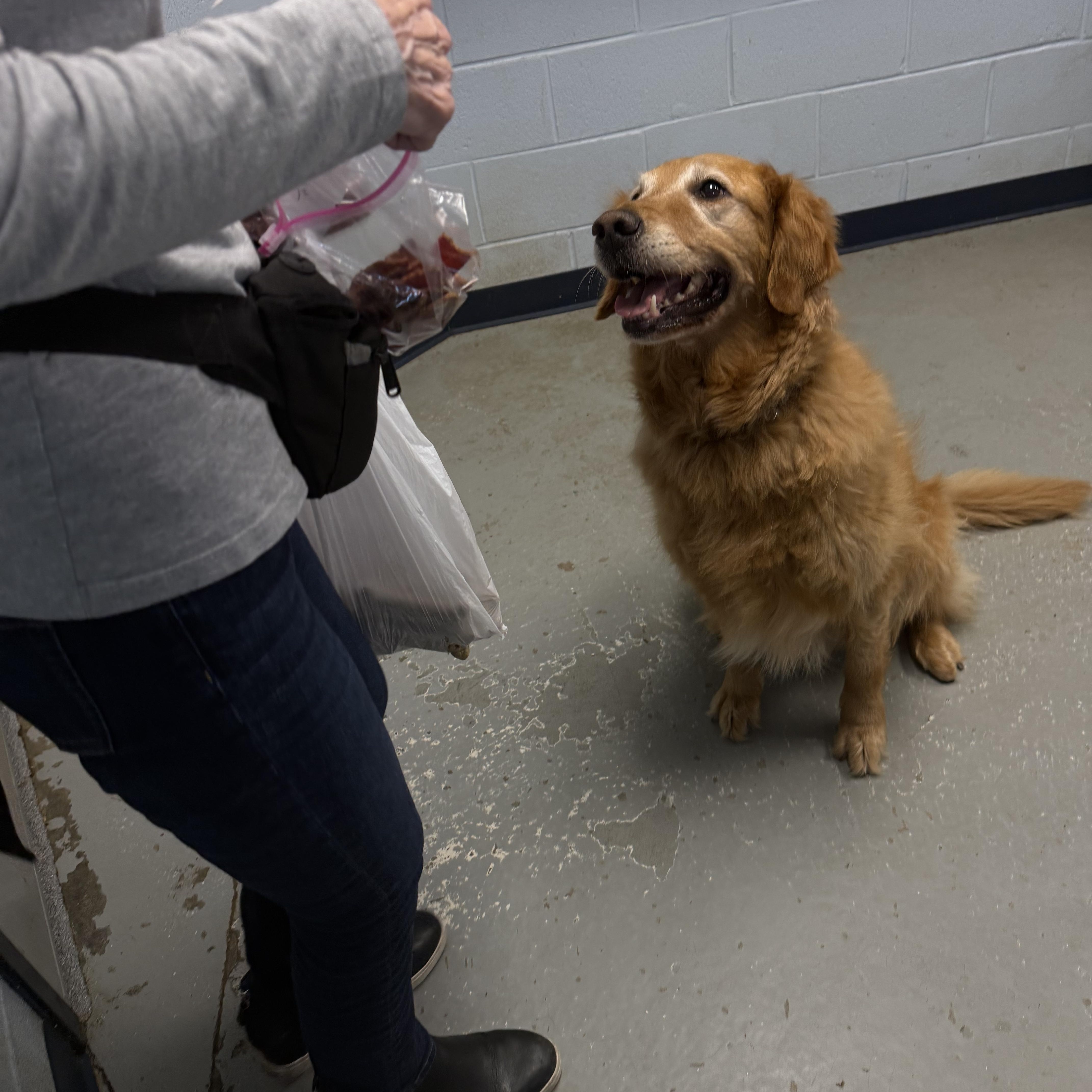 An adult large-sized male Golden Retriever dog named Sonny for adoption in Yonkers, NY