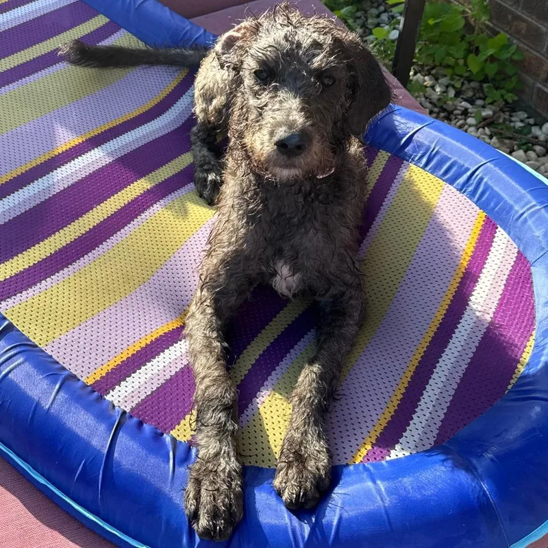 A young medium-sized female Black Poodle dog named Elsa for adoption in Montgomery, AL