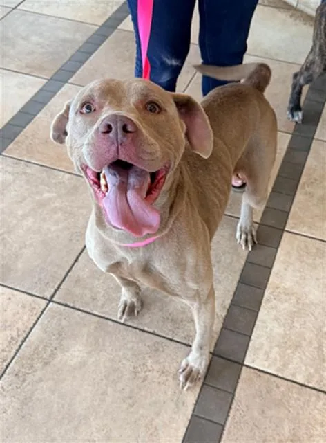 An adult medium-sized male Labrador Retriever dog named Rocco for adoption in Statesville, NC