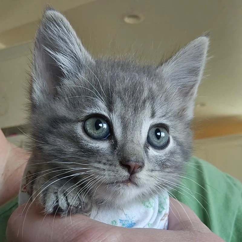 A young small-sized male Gray / Blue / Silver Domestic Medium Hair cat named Tetherball Orr for adoption in Eagle Mountain, UT