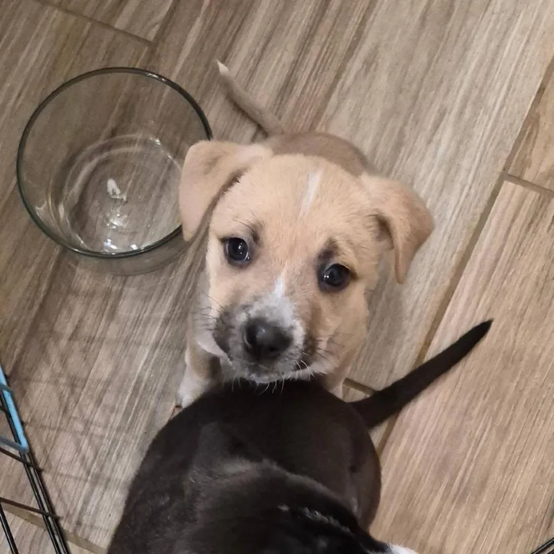 A baby small-sized female Border Terrier dog named Jessie Toystory C for adoption in Allen, TX