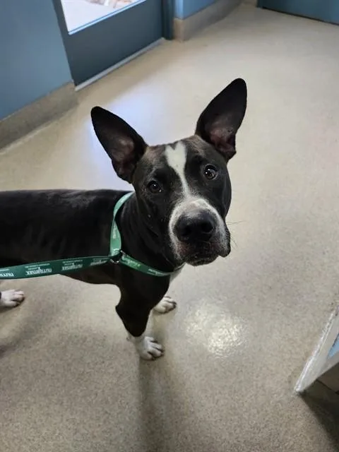 An adult medium-sized male Pit Bull Terrier dog named Leonard for adoption in Newton, NC