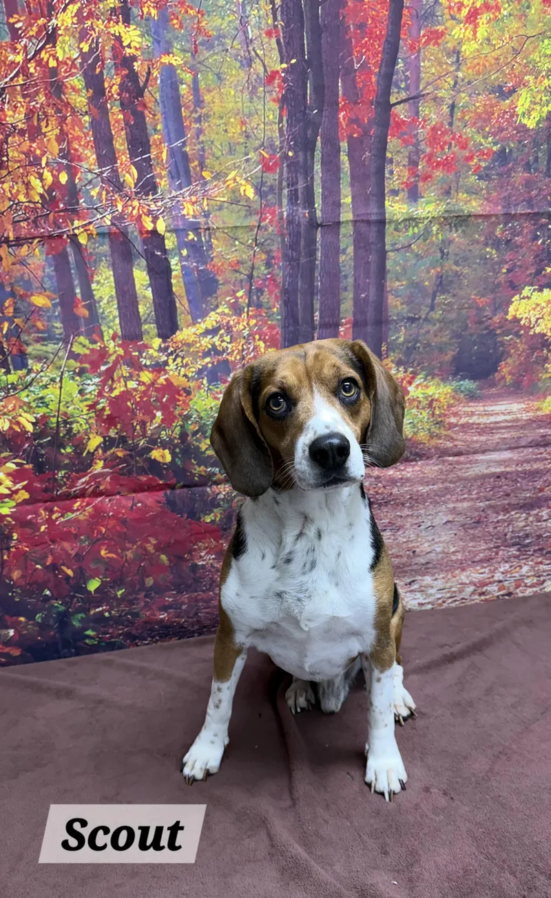 An adult medium-sized male Tricolor (Brown, Black, & White) Beagle dog named Scout for adoption in Urbana, OH