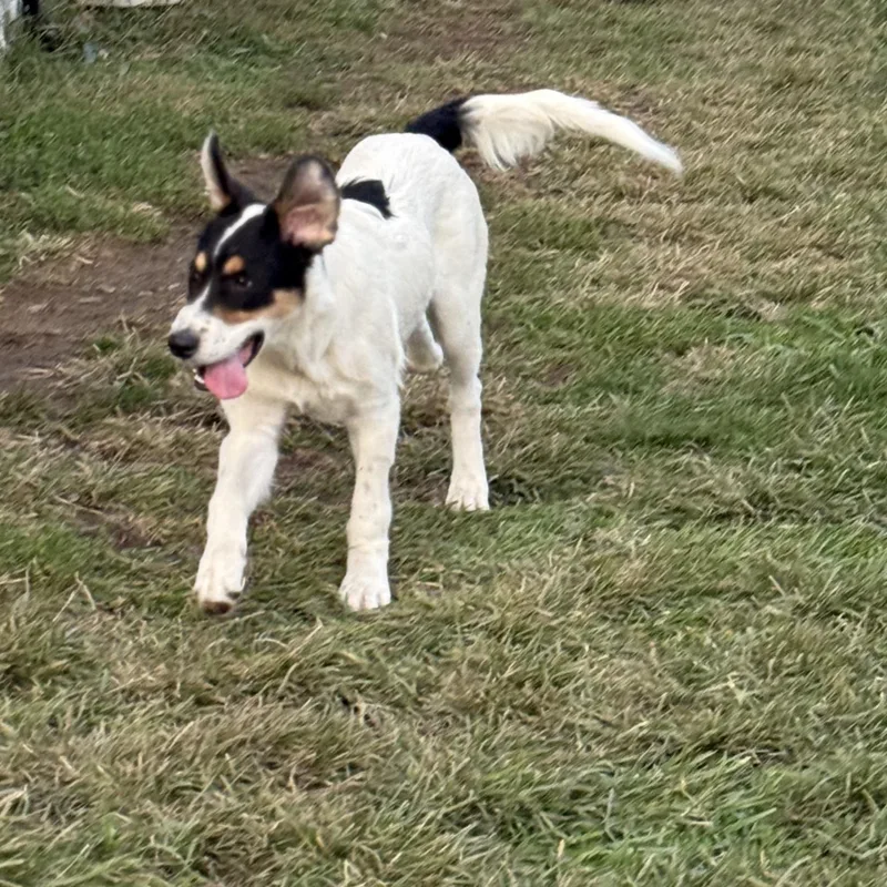 A baby medium-sized male White / Cream Border Collie dog named Shem for adoption in Amarillo, TX