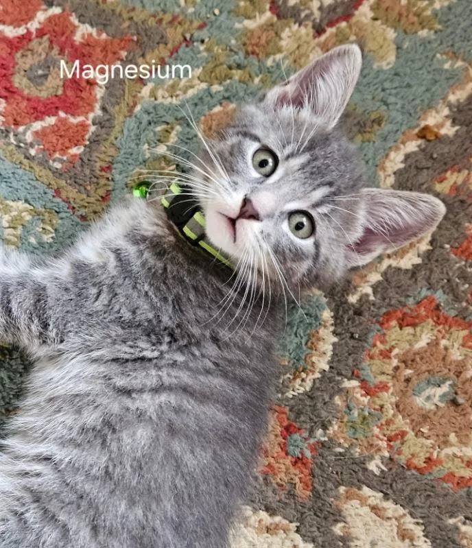 A baby medium-sized male Domestic Short Hair cat named Magnesium for adoption in Parkville, MD