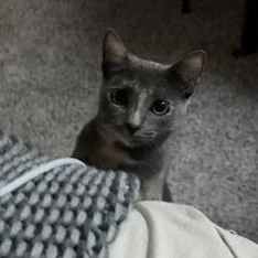A young medium-sized female Dilute Tortoiseshell Domestic Short Hair cat named Splotch for adoption in Liverpool, TX