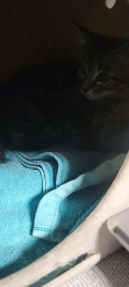 A baby small-sized male Domestic Short Hair cat named Winsor for adoption in Chatsworth, CA