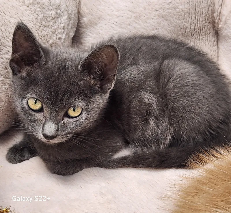 A baby medium-sized female Gray / Blue / Silver Domestic Short Hair cat named Mist for adoption in Siloam Springs, AR
