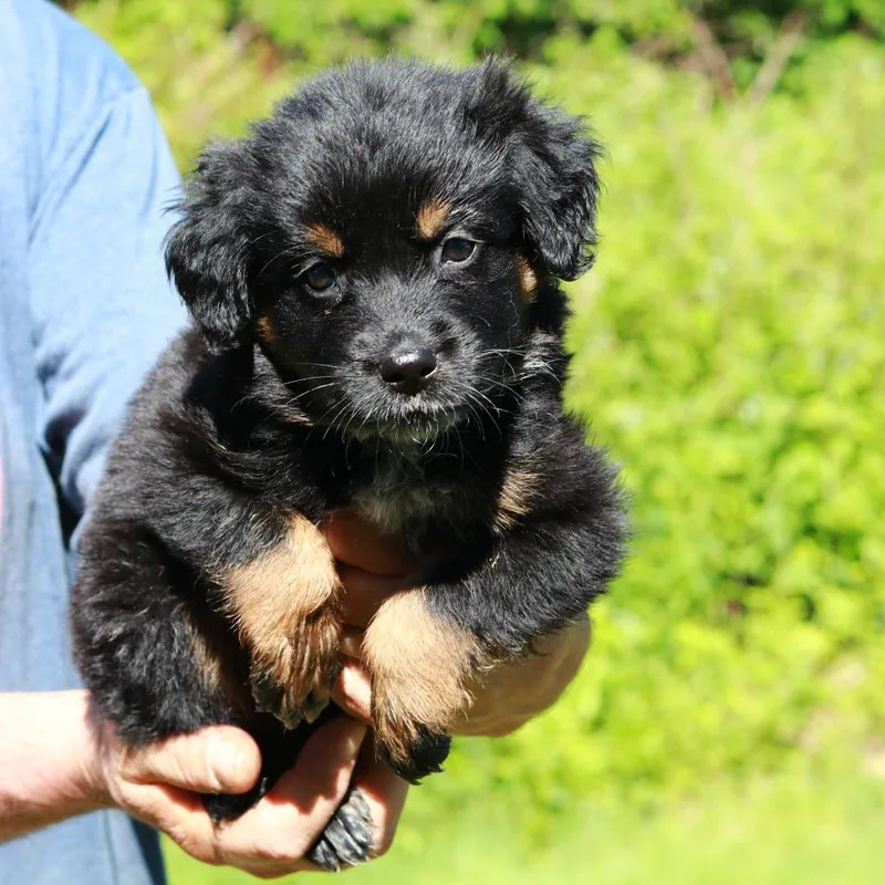 A baby medium-sized female Black Border Collie dog named Ct Cinnamon Toast Crunch for adoption in Stormville, NY