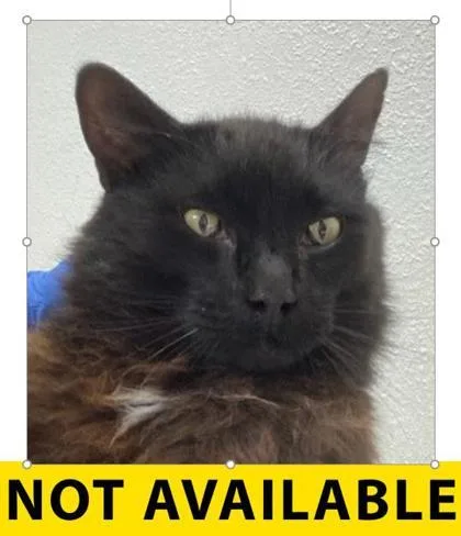 An adult large-sized male Domestic Long Hair cat named Jasper for adoption in Eugene, OR