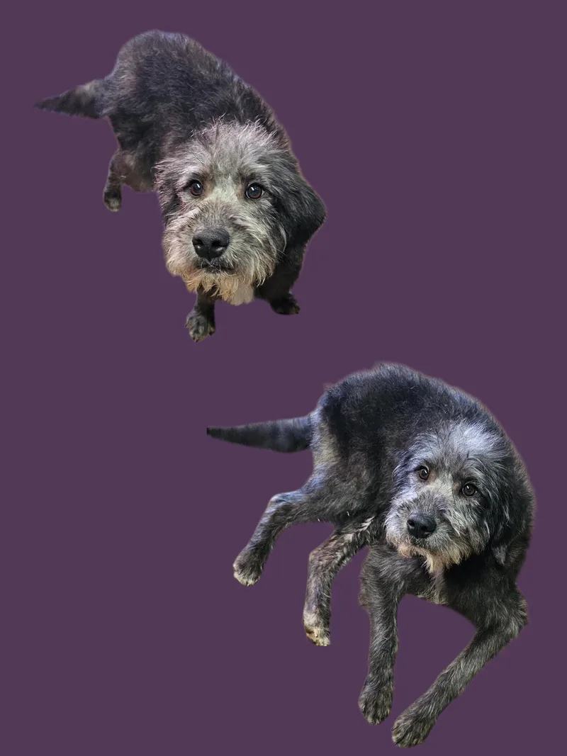 An adult small-sized female Gray / Blue / Silver Poodle dog named Kate for adoption in Chesnee, SC