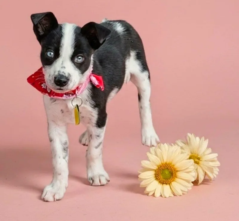 A baby medium-sized female Gray / Blue / Silver Husky dog named Sprinkles for adoption in North Olmsted, OH