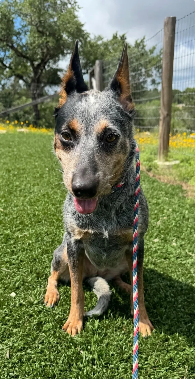 A young medium-sized female Tricolor (Brown, Black, & White) Australian Cattle Dog / Blue Heeler dog named Laramie for adoption in Mico, TX