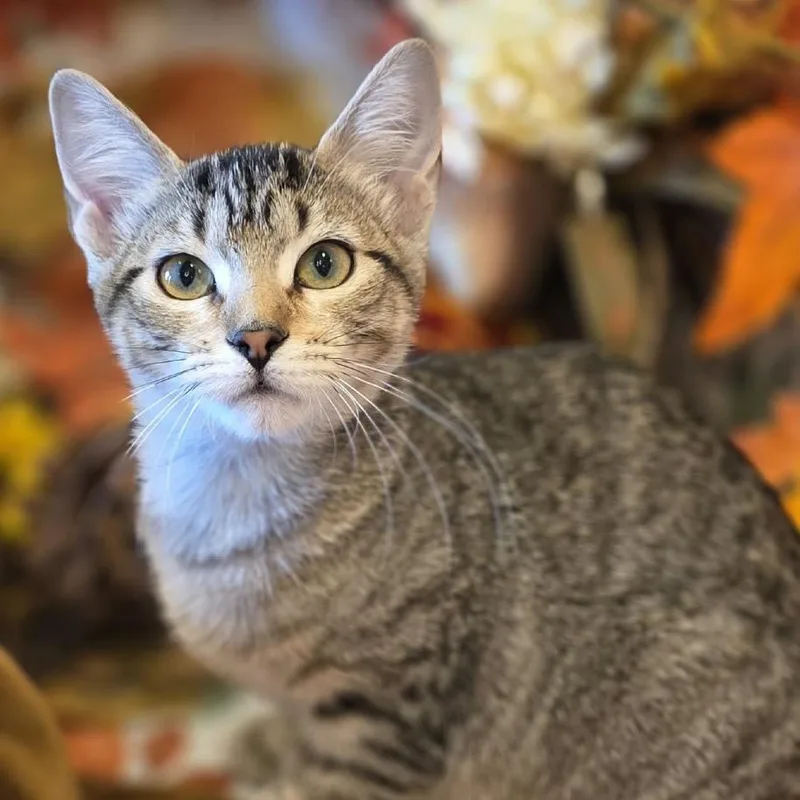A baby small-sized female Gray / Blue / Silver Domestic Short Hair cat named Betty Sue for adoption in Kyle, TX