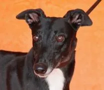 An adult large-sized female Greyhound dog named Know All Skylah for adoption in Douglasville, GA