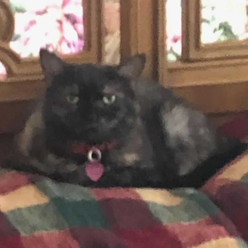 A senior medium-sized female Tortoiseshell Domestic Short Hair cat named Sophie for adoption in Newburgh, NY