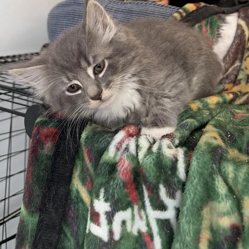 A young medium-sized male Domestic Short Hair cat named Paul McCartney for adoption in Disputanta, VA