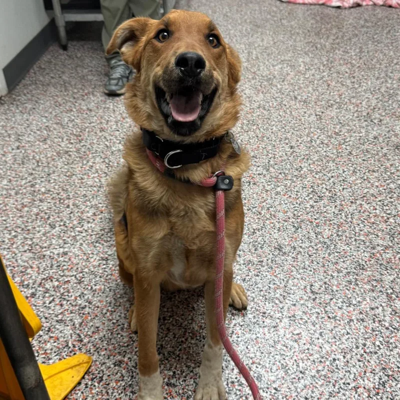 An adult medium-sized male Yellow / Tan / Blond / Fawn Mixed Breed dog named Hampton for adoption in Salt Lake City, UT