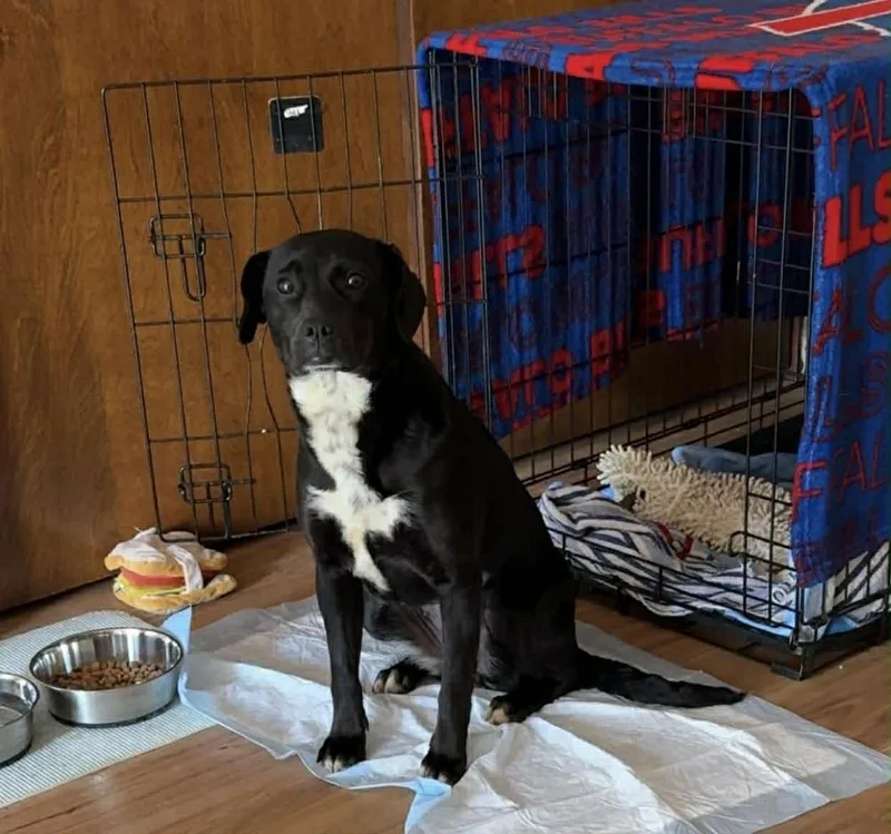 A baby medium-sized female Tricolor (Brown, Black, & White) Mixed Breed dog named Ember for adoption in Alden, NY