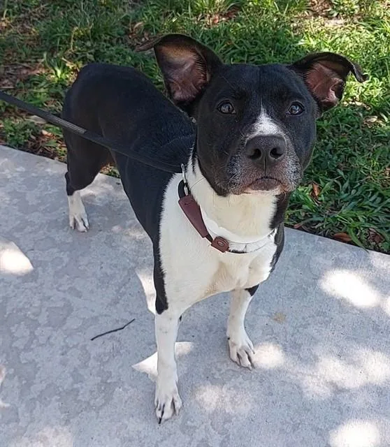 An adult large-sized female American Staffordshire Terrier dog named Amarya for adoption in Fort Lauderdale, FL