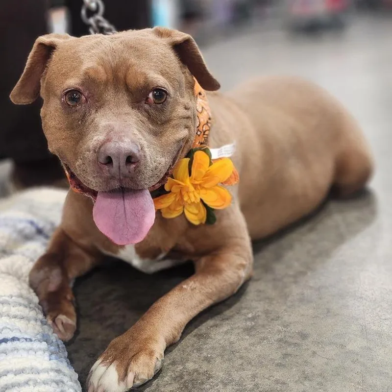 An adult medium-sized female Brown / Chocolate Pit Bull Terrier dog named Addie for adoption in Springfield, IL