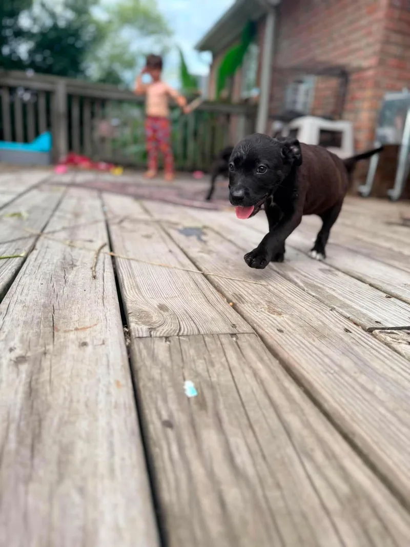 A baby medium-sized female Black Pit Bull Terrier dog named Bon Bon for adoption in Ayden, NC