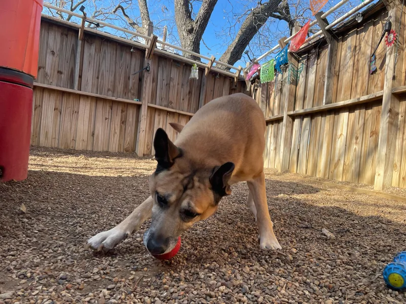 King Randol Oaks thumbnail 2