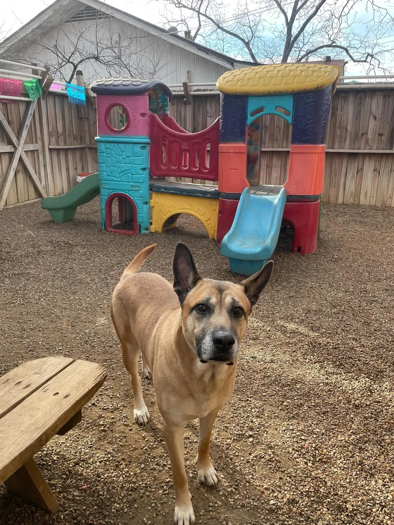 King Randol Oaks thumbnail 4