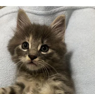 A baby medium-sized female Gray / Blue / Silver Domestic Long Hair cat named Marta for adoption in Lafayette, LA