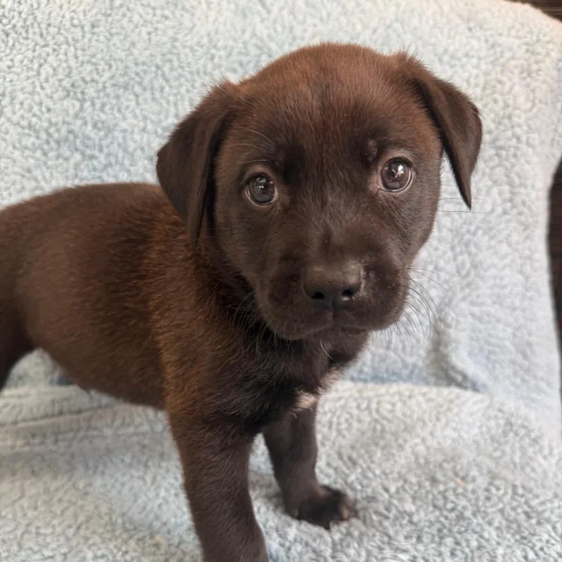 A baby medium-sized male Brown / Chocolate Cattle Dog dog named Denny for adoption in St. Peters, MO
