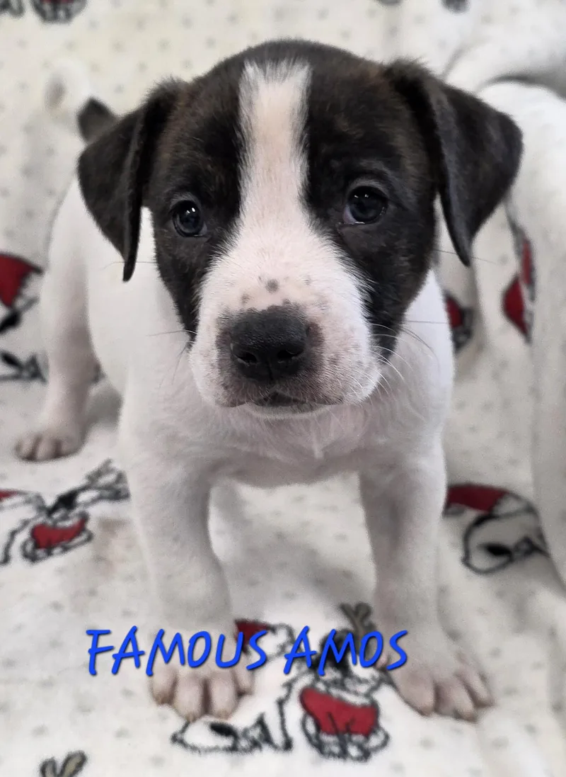 A baby medium-sized male Tricolor (Brown, Black, & White) Cattle Dog dog named Famous Amos for adoption in Momence, IL