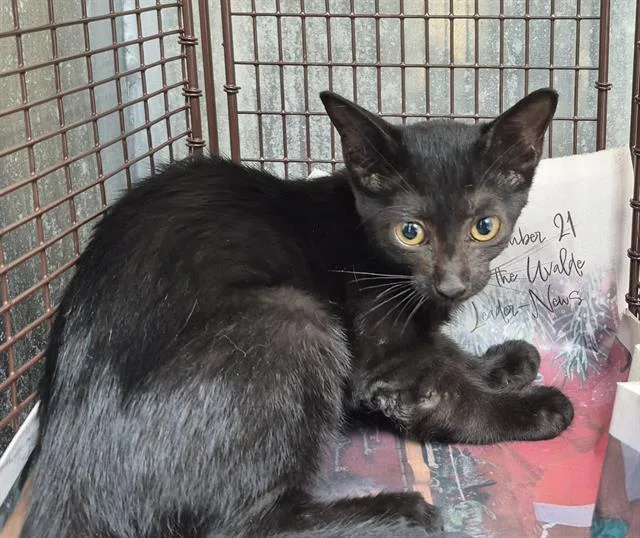 A baby small-sized female Domestic Medium Hair cat named Darla for adoption in San Antonio, TX