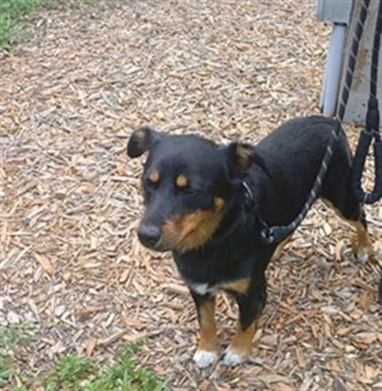 A young medium-sized male Rottweiler dog named Brodi for adoption in Fort Lauderdale, FL