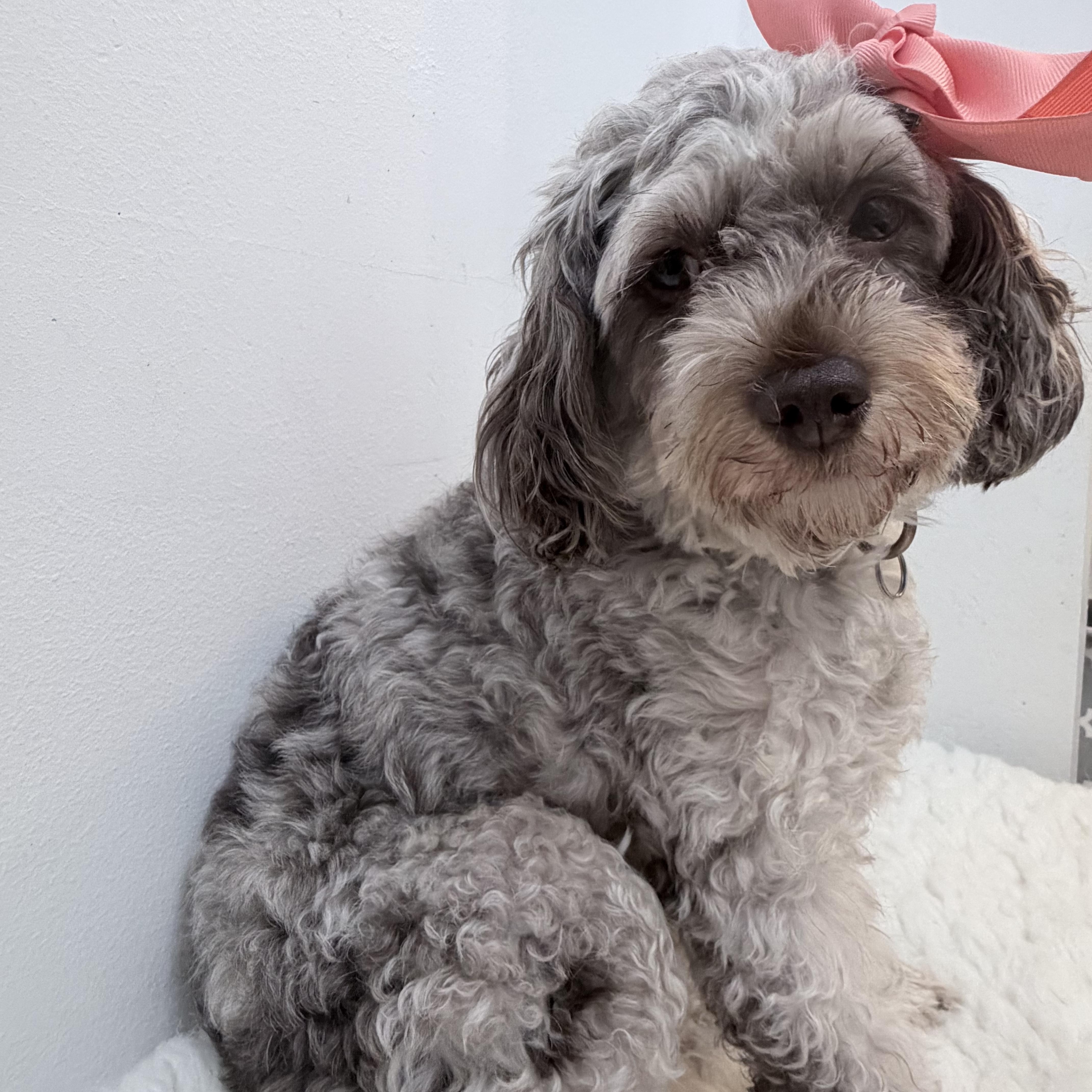 A young small-sized female Cockapoo dog named Coco for adoption in Wrightstown, NJ
