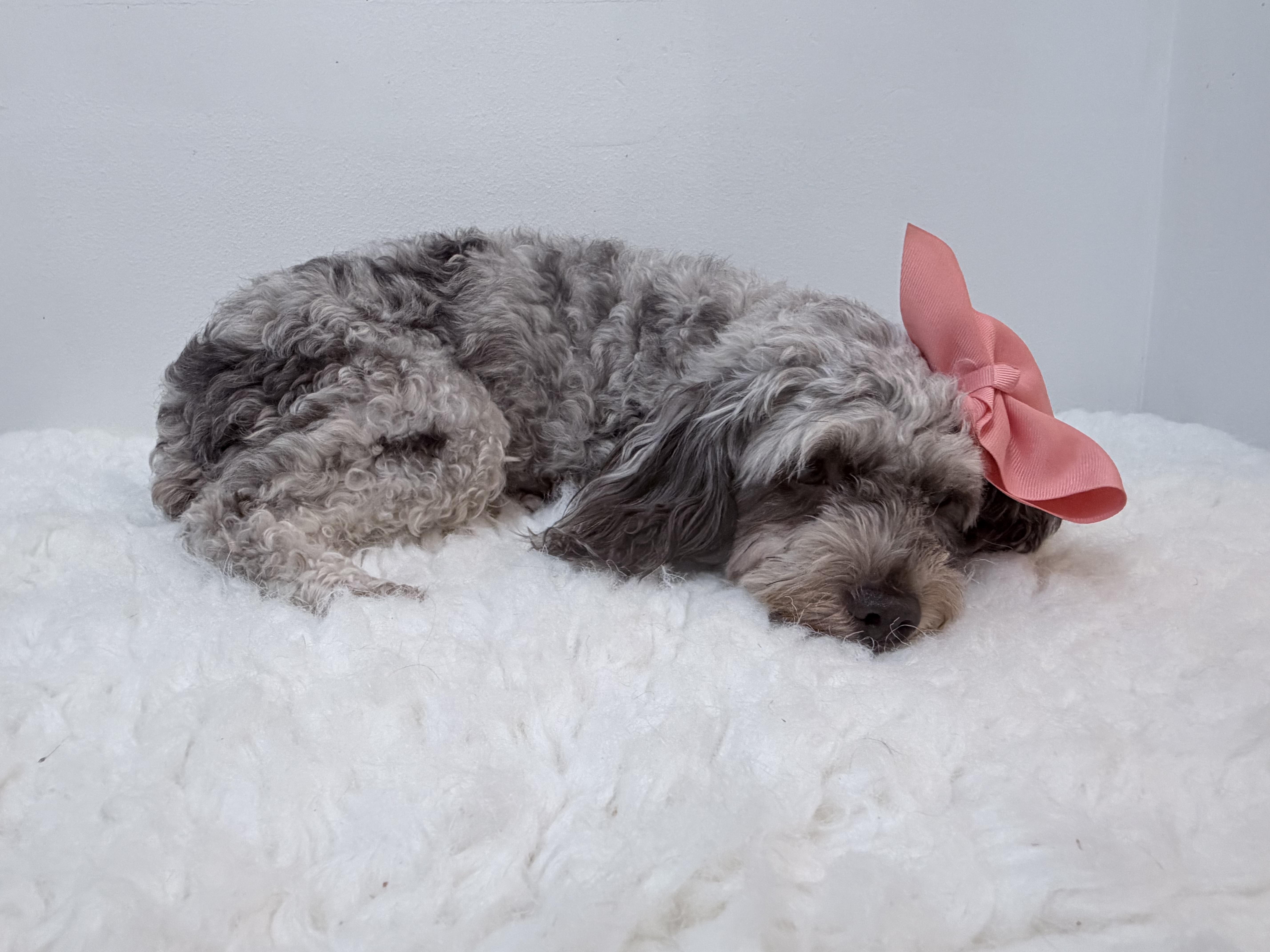 Coco thumbnail 4