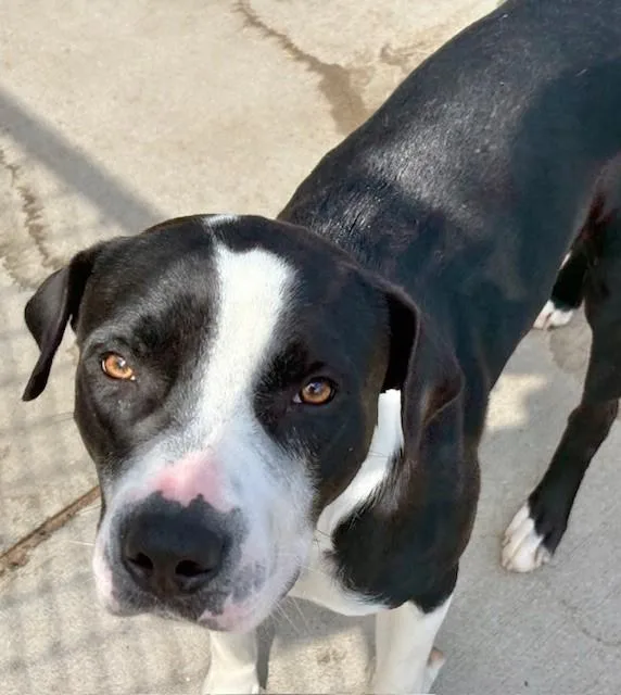 An adult large-sized male Pit Bull Terrier dog named Larry for adoption in Tulsa, OK