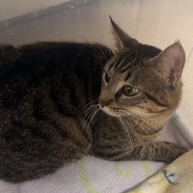 A young medium-sized male Brown / Chocolate Domestic Short Hair cat named Atlas for adoption in Evansville, IN