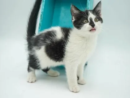 A young medium-sized female Domestic Short Hair cat named Punkin for adoption in Bowling Green, KY