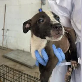 A baby medium-sized female Mixed Breed dog named Neptune for adoption in West Chester, PA