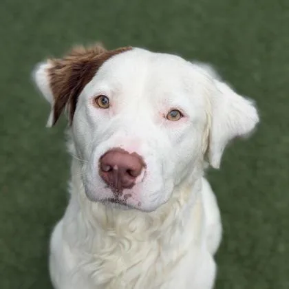 A young large-sized male Irish Setter dog named Bert for adoption in Sacramento, CA
