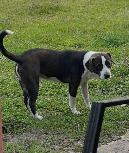 A baby small-sized male Mixed Breed dog named Frickmoe for adoption in Port Saint Joe, FL